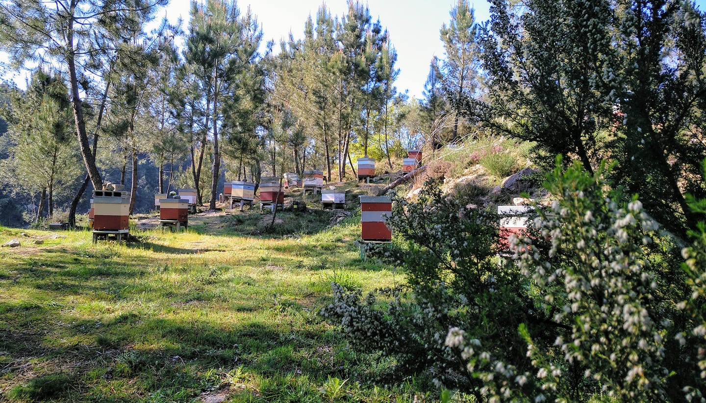 Detalles do mel envasado